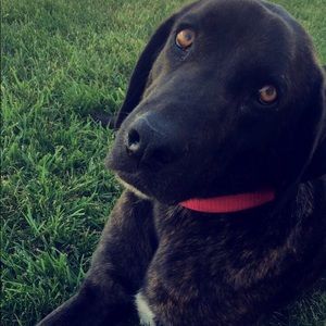 Meet your Posher, Shelby